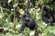 i piccoli di gorilla