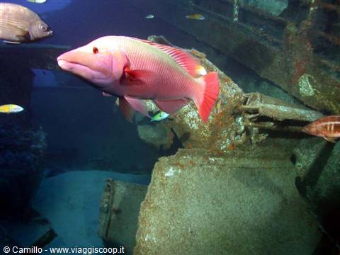 Pesce rosa