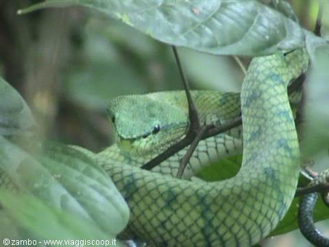 Seconda Vipera verde