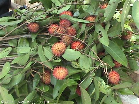 Rambutan