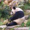 Panda all'Ocean park HONG KONG 