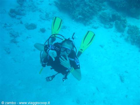 Immersioni : Great Barrier Reef