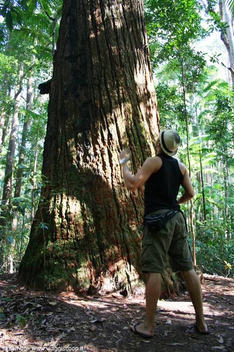 Fraser Island: Foresta Interna