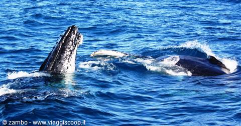 Hervey Bay: Whale Watching