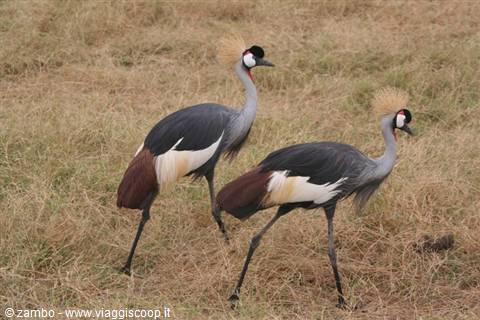 La gru coronata, simbolo dell'Uganda