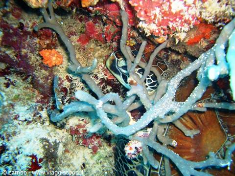 Mnemba Island........Tartaruga