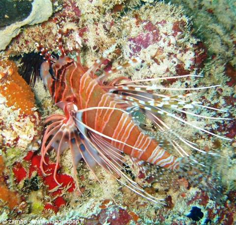 Lion Fish