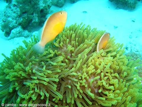 Anemone e pesci pagliaccio