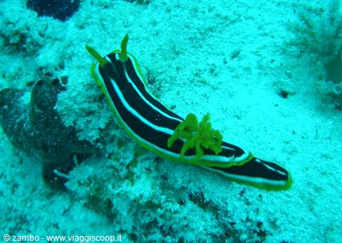 Nudibranco