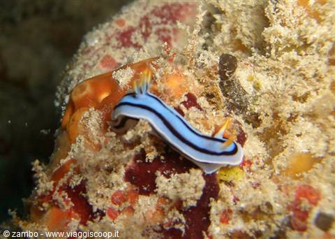 Nudibranco