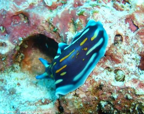 Nudibranco