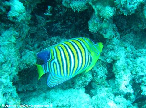 Pesce Angelo