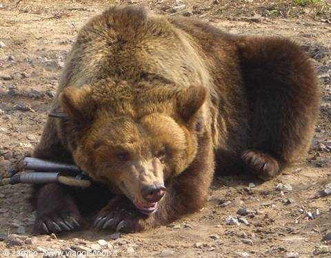 Che tristezza....un orso alla catena.....