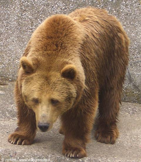 Orso....al parco pubblico