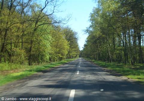 Polonia - Strade nella foresta....
