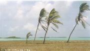 Carenero