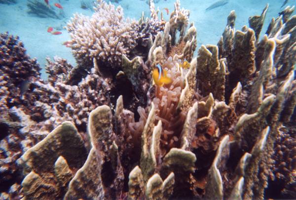 Quel pagliaccio di un Nemo