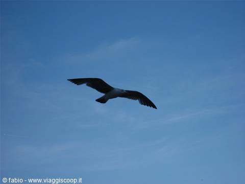 gabbiano in volo