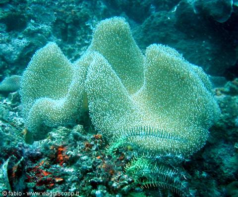soft corals