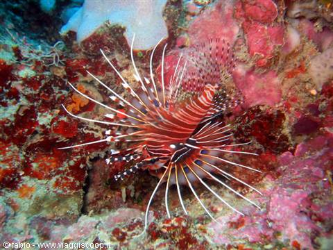Spotfin Lionfish - Pterois antennata
