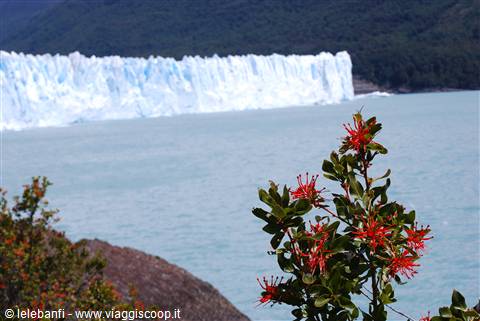 El Calafante - Perito Moreno - Parte centrale - Particolare