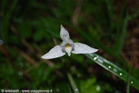 Torri del Paine - Lago Grey - Orchidea