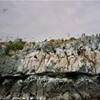 cormorani ARGENTINA 
