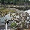 diga dei castori nel parco nazionale della Terra del Fuoco ARGENTINA 
