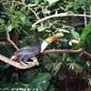 Tucani in semi libertà nel parco avicolo di Foz de Iguazu ARGENTINA 
