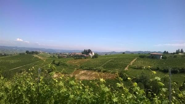 vigneti piemontesi