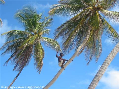 Caraibi ?? no... Barbados....