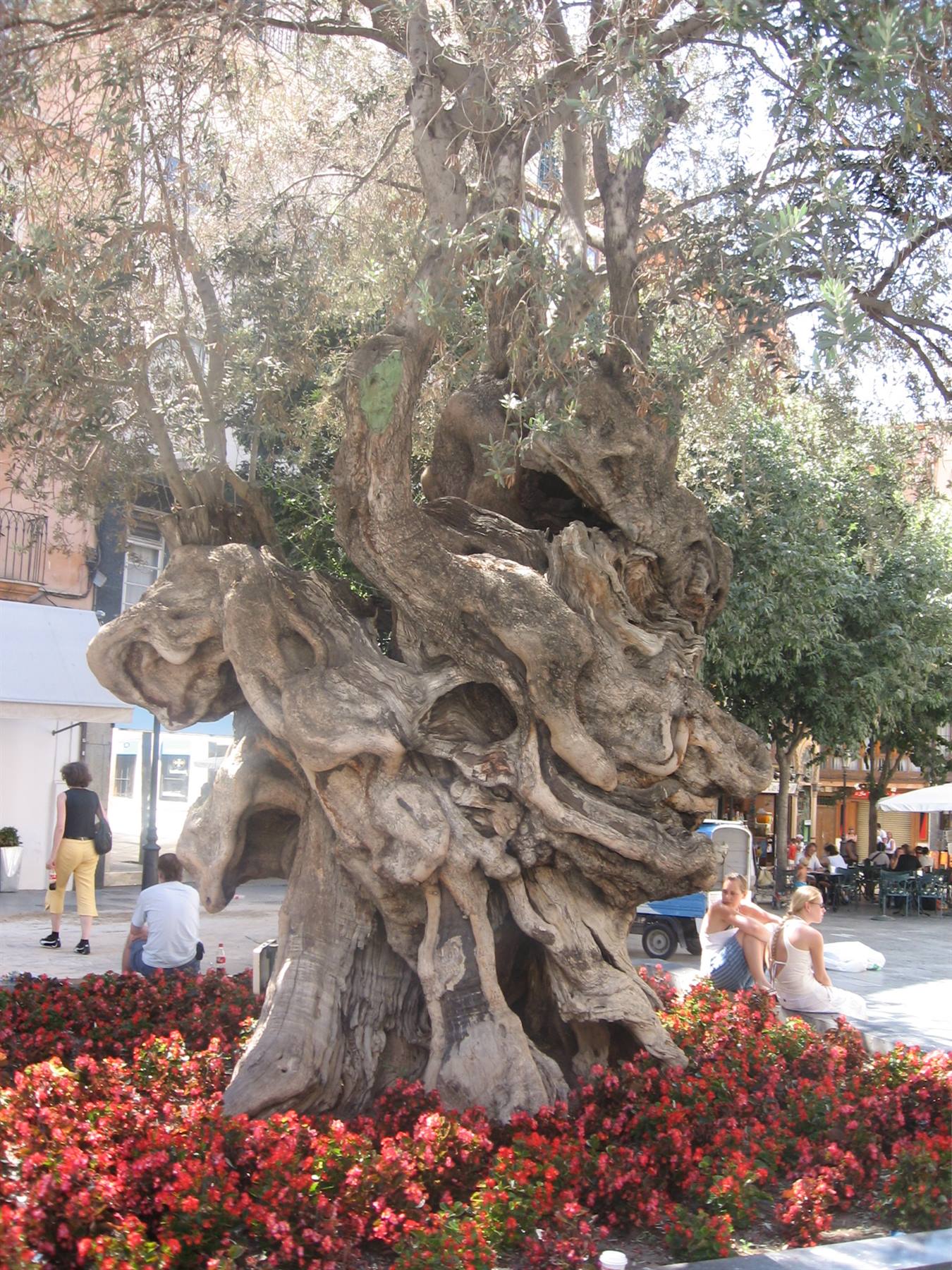 PALMA DE MAIORCA
