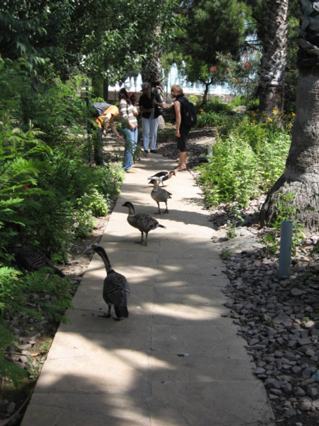 NIZZA- PARK PHOENIX