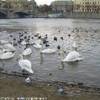 Cigni a Praga REPUBBLICA CECA 