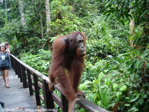 BORNEO-SABAH 2008