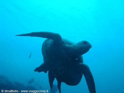 Tartaruga sipadan