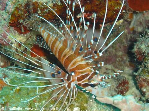 Pesce leone