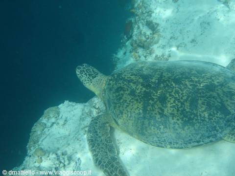 Sipadan - tartaruga sull'abisso di 600m