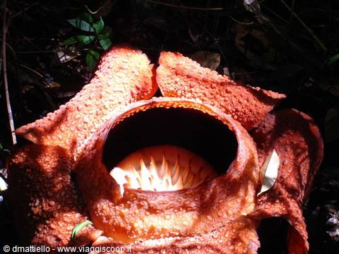Poring - rafflesia