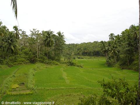 Risaie in Bohol