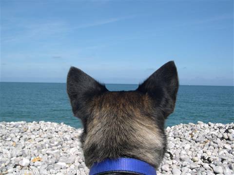 LUCKY IN FRANCIA SULLA SPIAGGIA DI FECAMP ! ! ! (ALTA NORMANDIA)