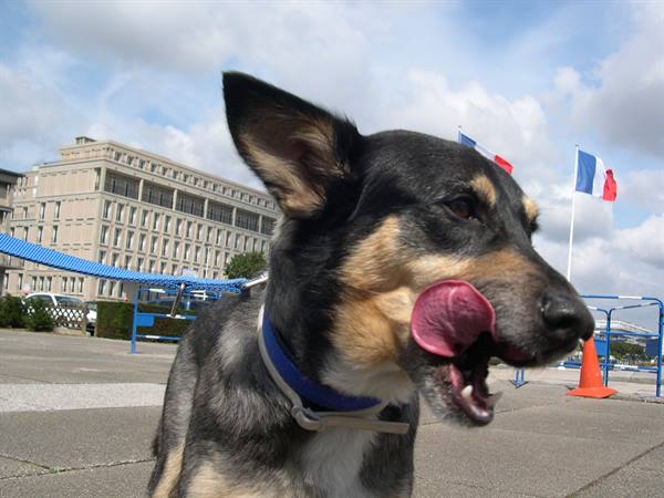 LUCKY FA LA "LINGUACCIA" A LE HAVRE (ALTA NORMANDIA)