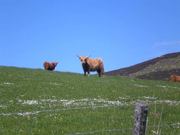 MUCCHE SCOZZESI IN POSA FOTOGRAFICA