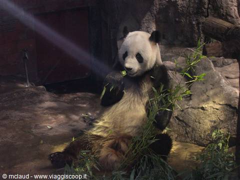 IL PANDA