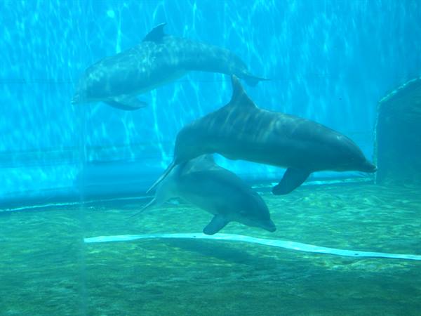 I DELFINI DELL' ACQUARIO