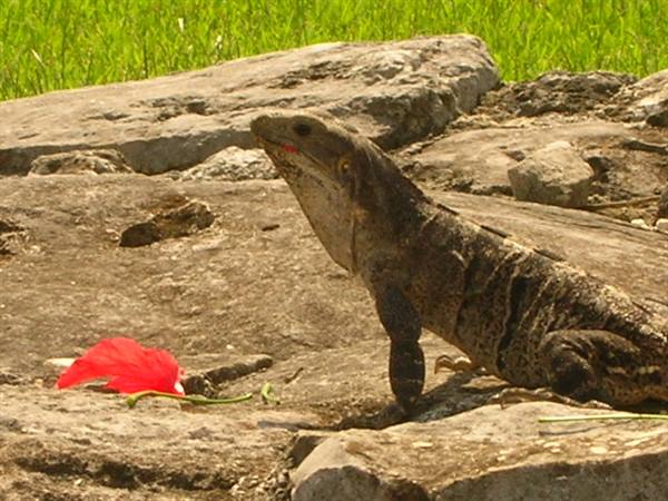 Un'Iguana
