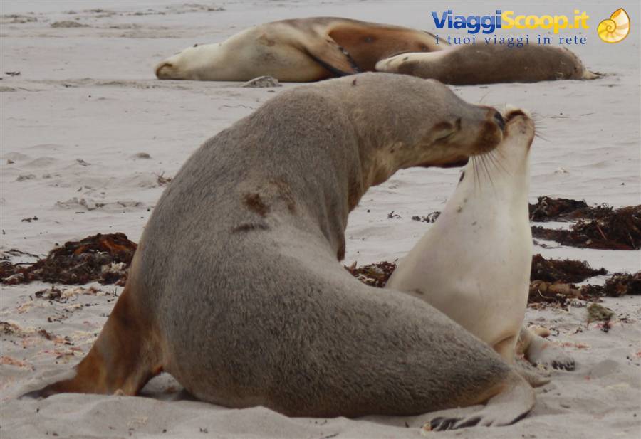 Kangaroo Island
