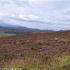 HIGHLANDS - BRUGHIERA DI ERICA REGNO UNITO 