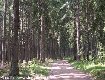 FORESTA NERA