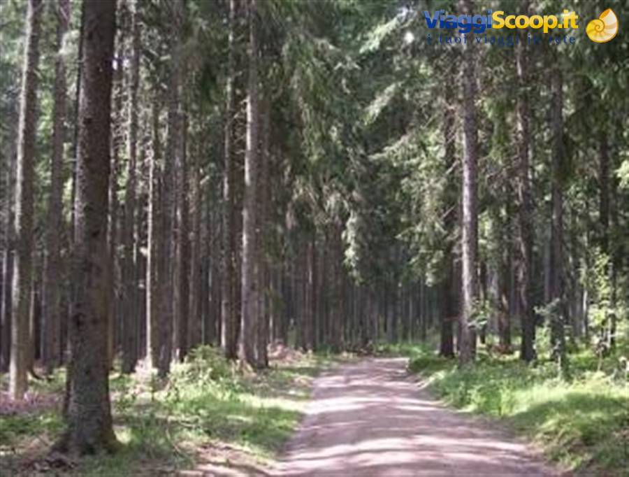 FORESTA NERA